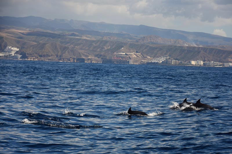 Avistamiento de delfines en las costas de Gran Canaria