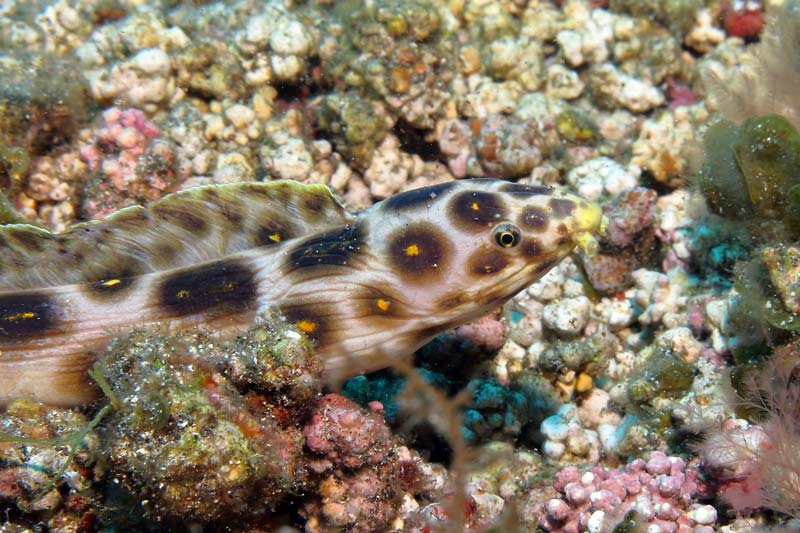 Snorkel en Gran Canaria