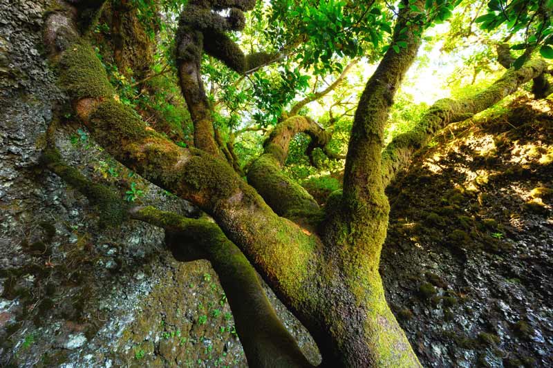 Árbol Garoé, que ver en las Islas Canarias