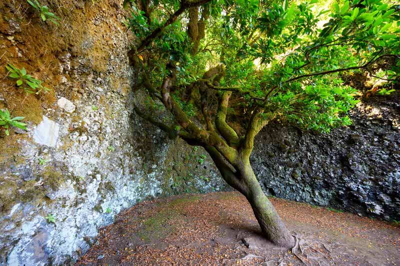 Arbol garoรฉ, que visitar en El Hierro