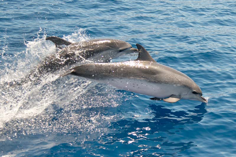 Avistamiento de delfines en La Palma