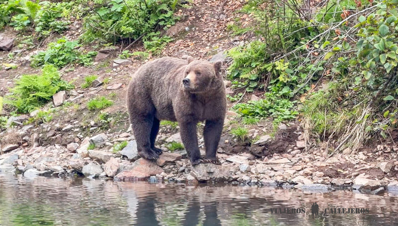 Avistamiento de osos en Alaska en Big River Lakes