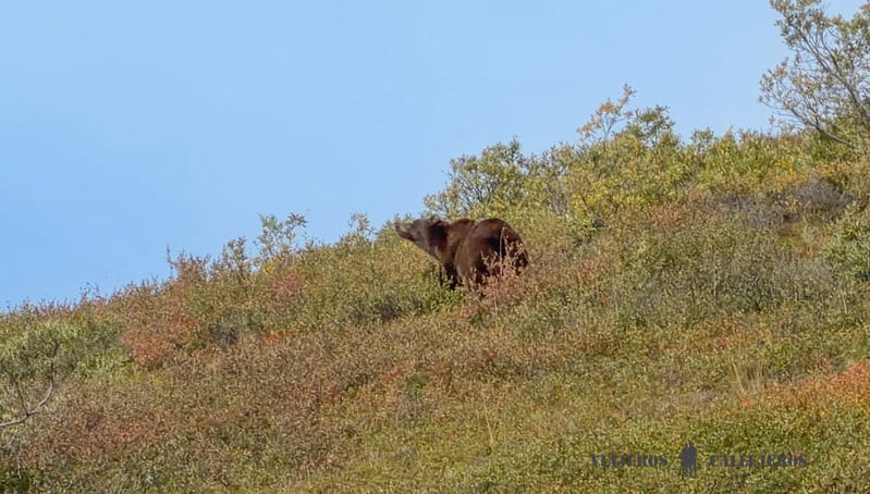 Avistamiento de un osos en el Denali