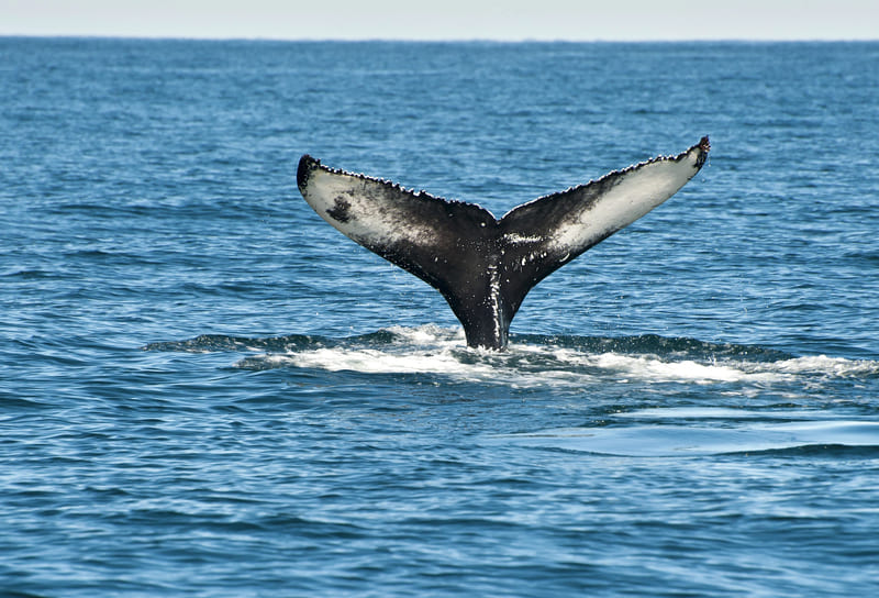 Ballenas que hacer en Reikiavik