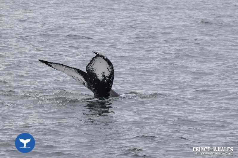 ballenas que hacer en victoria