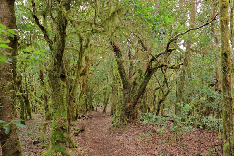 Bosque del Cedro, que hacer en las Islas Canarias