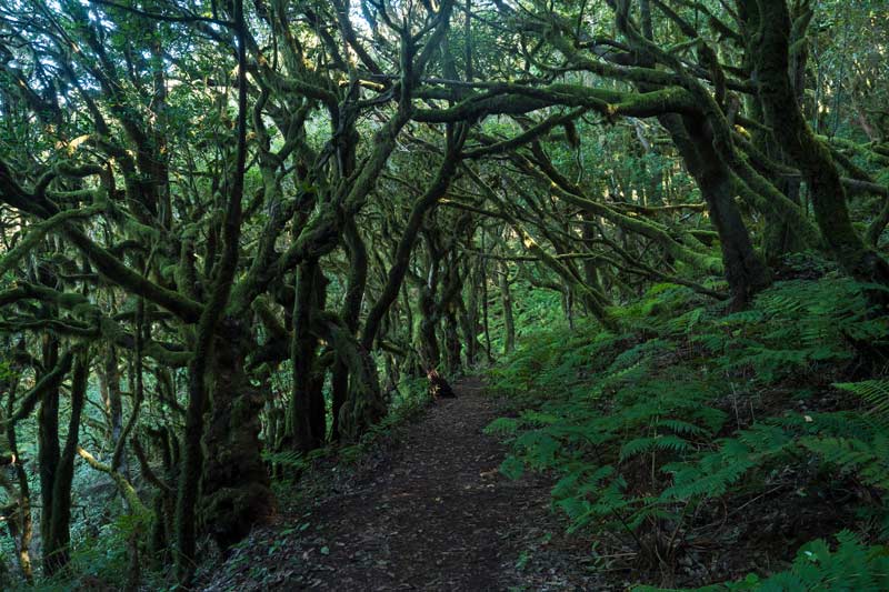 Bosque el Cedro, uno de los mejores planes que hacer en La Gomera