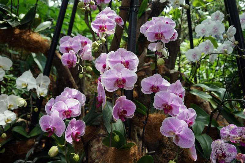 jardin botanico que ver en singapur