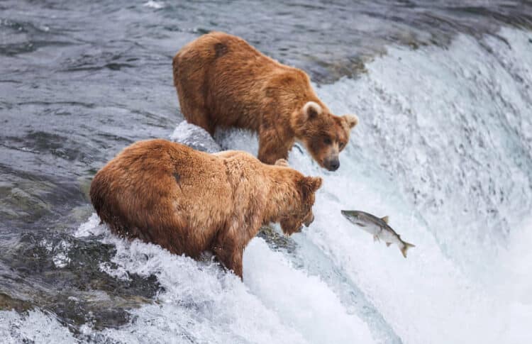 Brook falls alaska