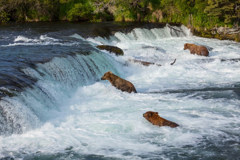 Brooks Falls, uno de los lugares donde ver osos en Alaska