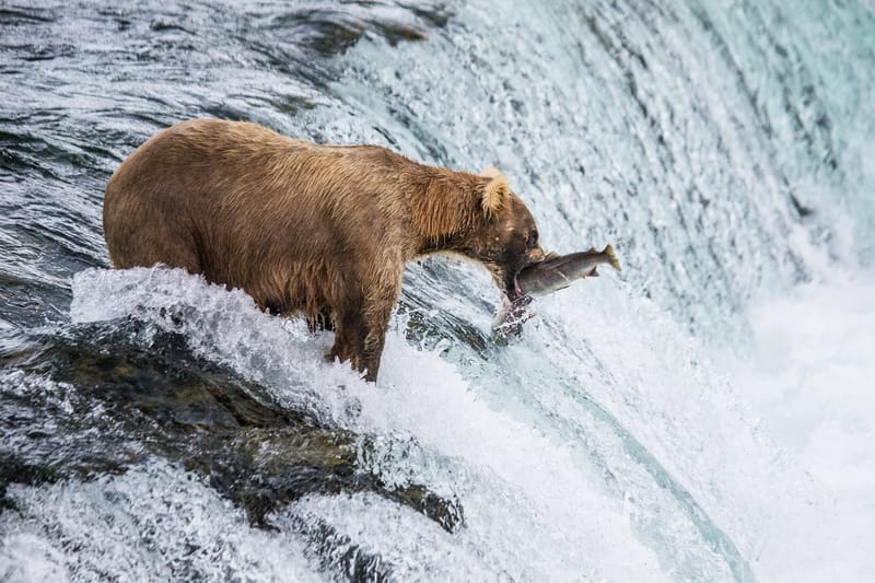 Brooks Falls, otro de los lugares donde observar osos en Alaska