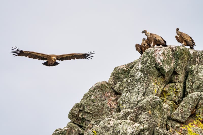 Buitres en el Parque Nacional de Monfragüe