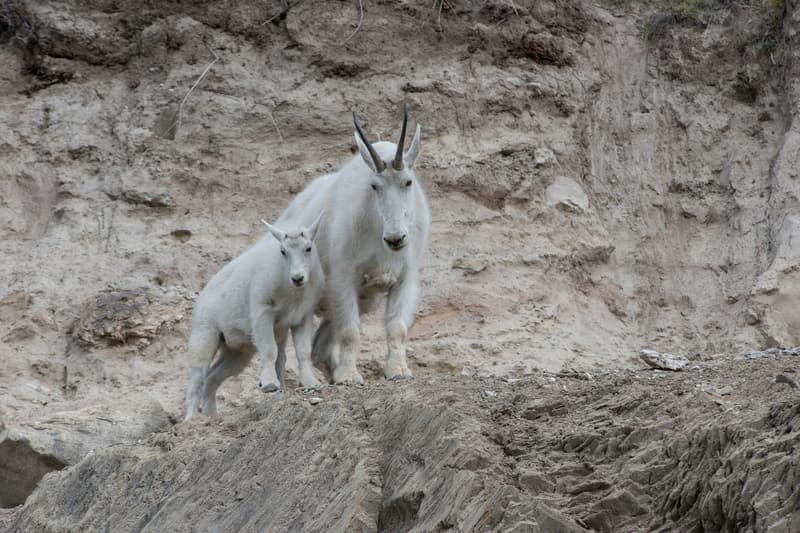Cabras de montaña