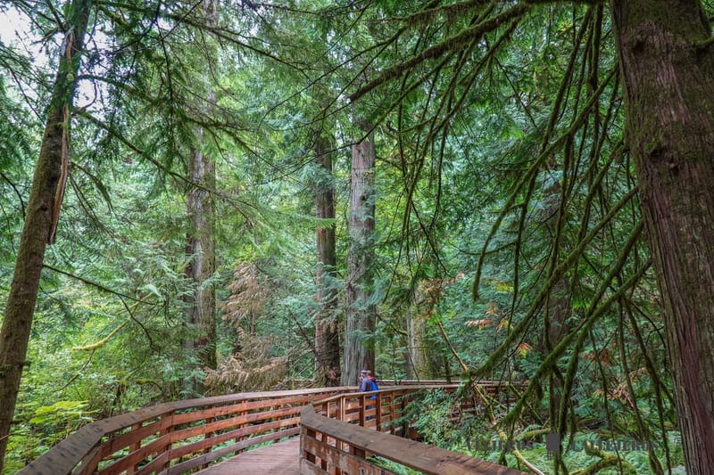 cathedral grove canada