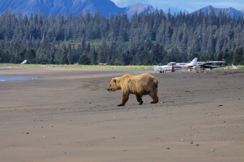 Chinitna Bay en el Parque Nacional y Reserva Lake Clark