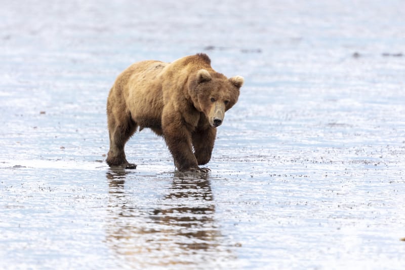 Chinitna Bay en el Lago Clark, otro de los lugares para ver osos en Alaska