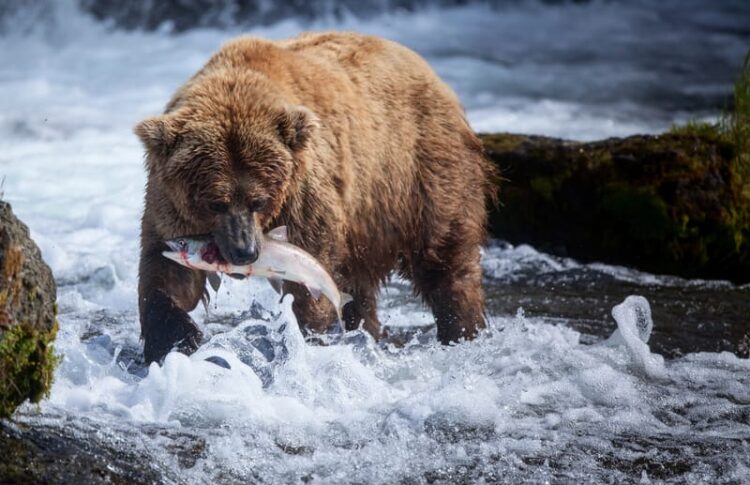 Oso pardo en Alaska