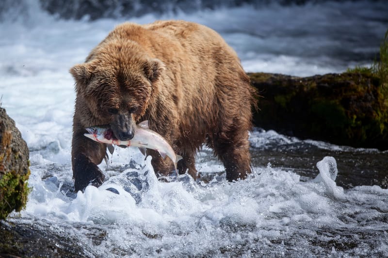 Oso pardo en Alaska