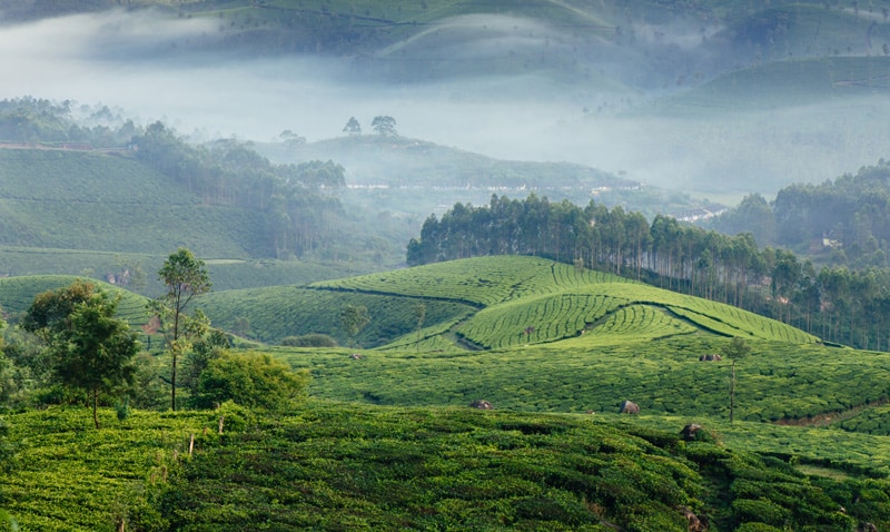 Munnar ruta India sur consejos
