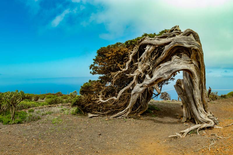 El Sabinar, El Hierro en 3 días