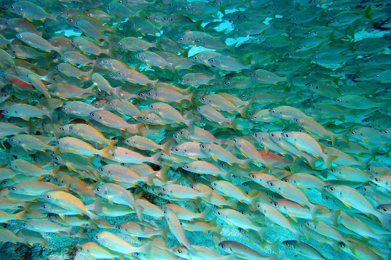 La Restinga, El Hierro en 5 días