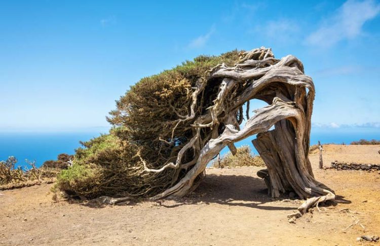 El Sabinar, que ver en El Hierro