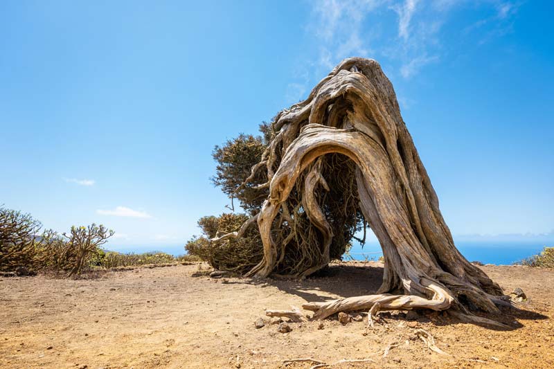 El Sabinar, viajar a El Hierro