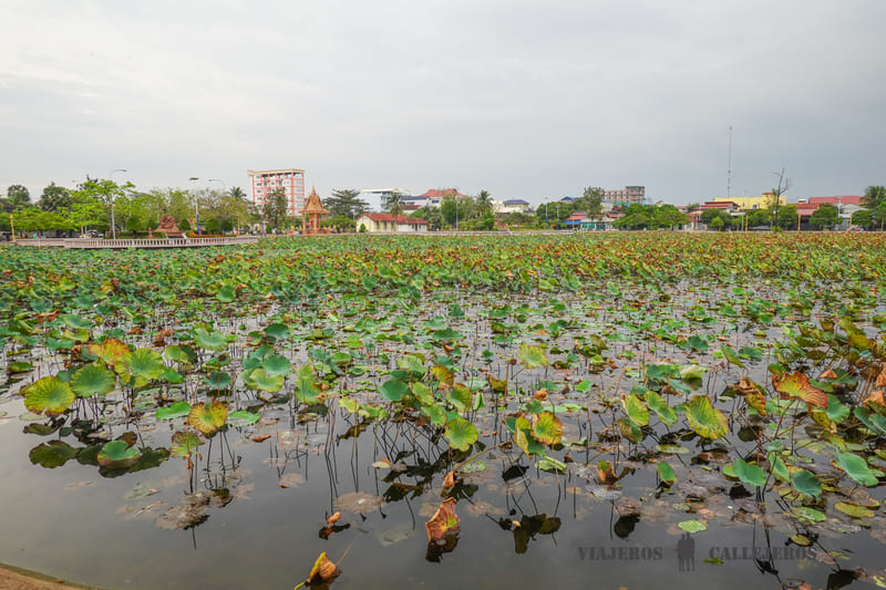 estanque lotos que hacer en kampot
