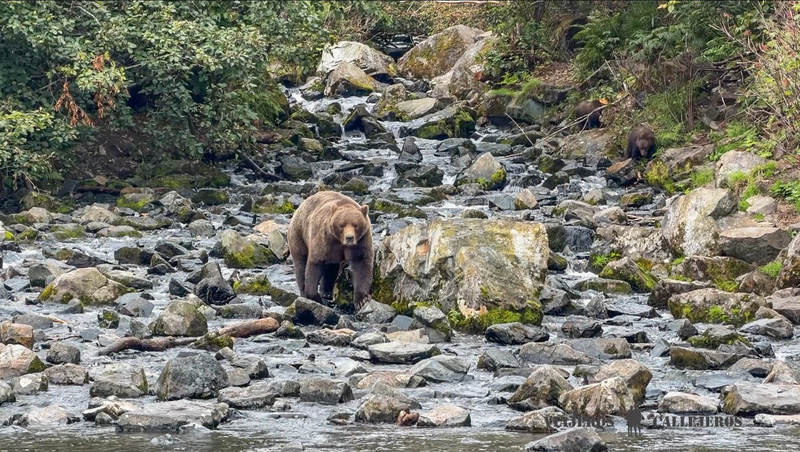 Excursión para avistar osos en una ruta por Alaska