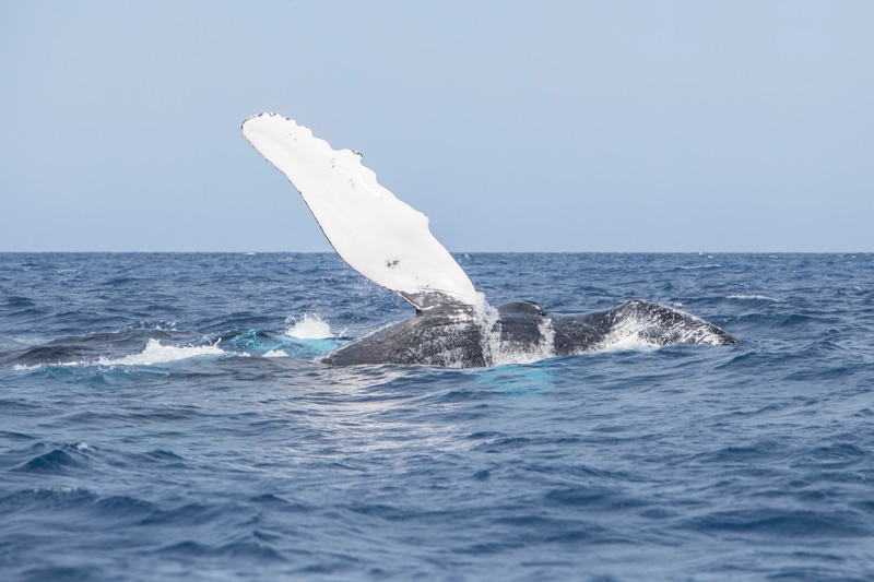 alistamiento de ballenas en Islandia