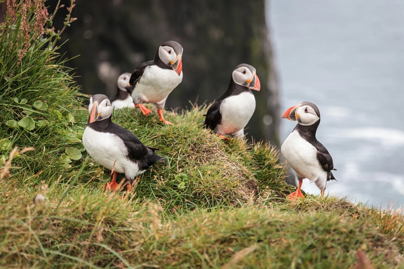 avistamiento puffins tour Reikiavik