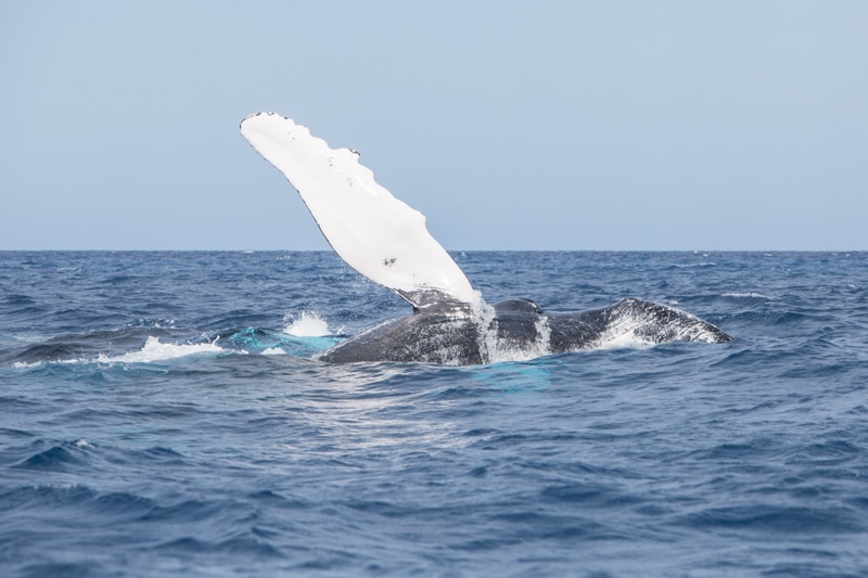 excursiones Reikiavik ballenas