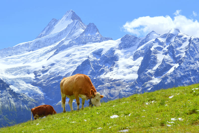 grindelwald que hacer en suiza