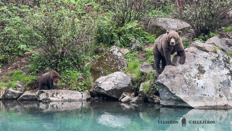 Grizzli con oseznos en Big River Lakes, uno de los lugares donde ver osos en Alaska