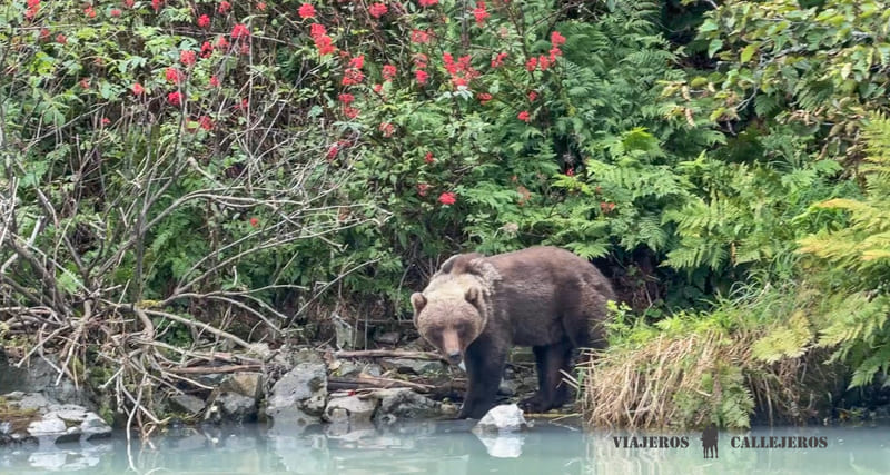 Grizzli en Big River Lakes