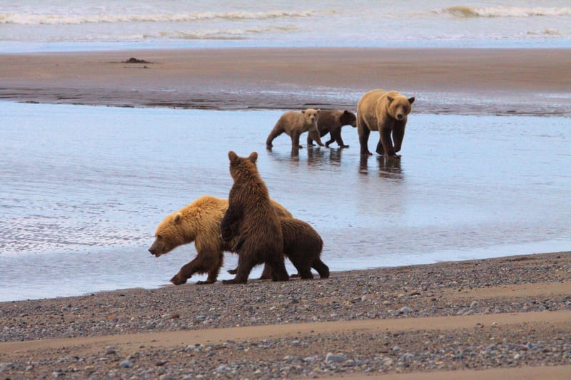 Osos Grizzlis en el Parque Nacional y Reserva del Lago Clark