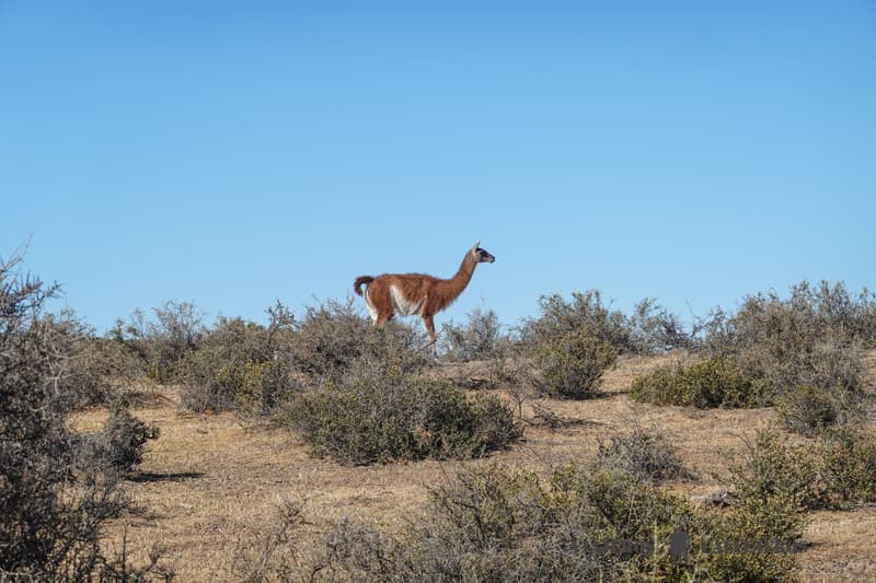 Guanaco en Península Valdés en Argentina