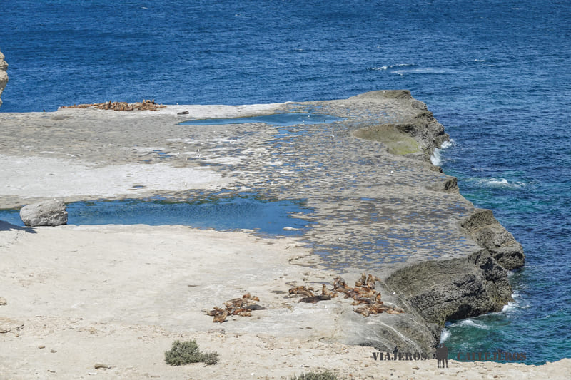 loberia cerro piramides peninsula valdes