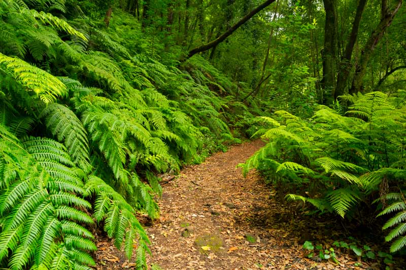 Bosque de Los Tilos, La Palma en una semana