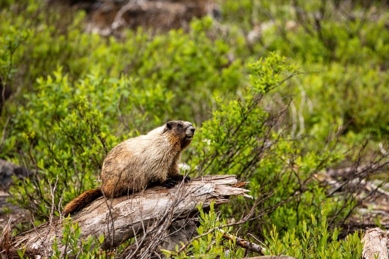 Marmota en Jasper