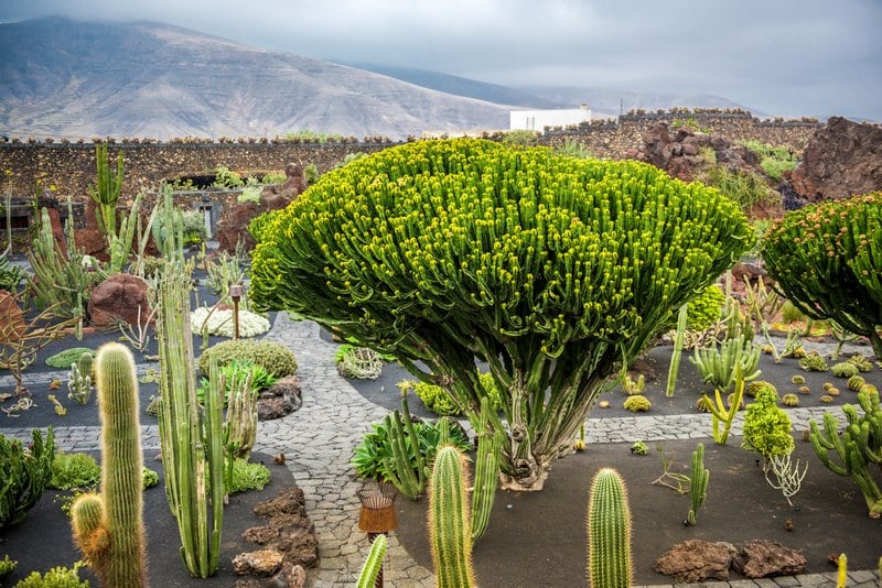Jardín de Cactus Lanzarote