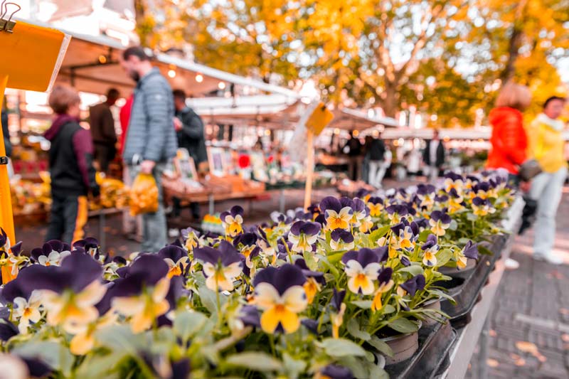 Mercado de las Flores de Janskerkhof, que visitar en Utrecht