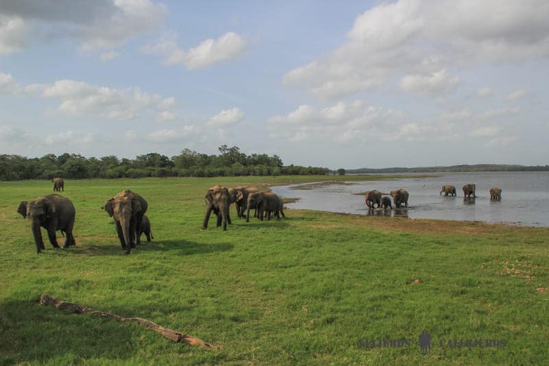 Hacer un safari por Minneriya