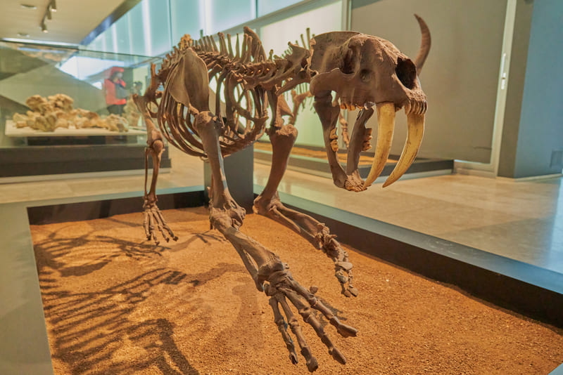 museo paleontologia castilla la mancha