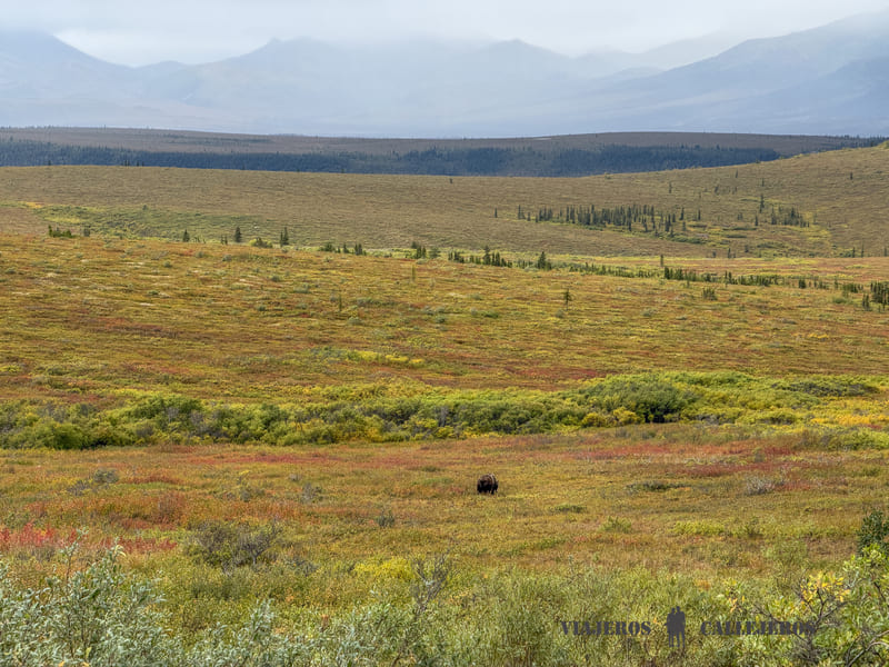 Observación de osos en Alaska en el Parque Nacional Denali