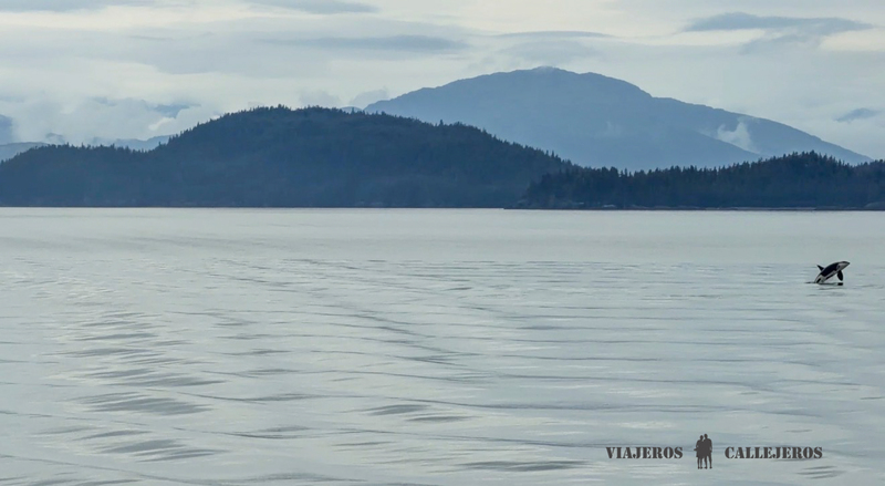 Orca en el ferry de Whittier a Valdez