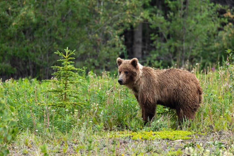 Oso grizzly en el Parque Nacional Jasper