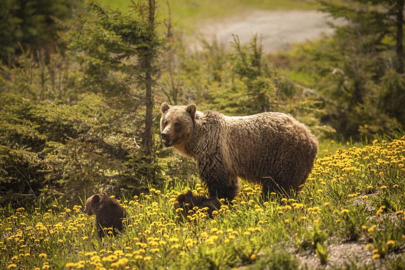 oso grizzly canada