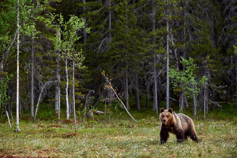 oso montañas rocosas de canada