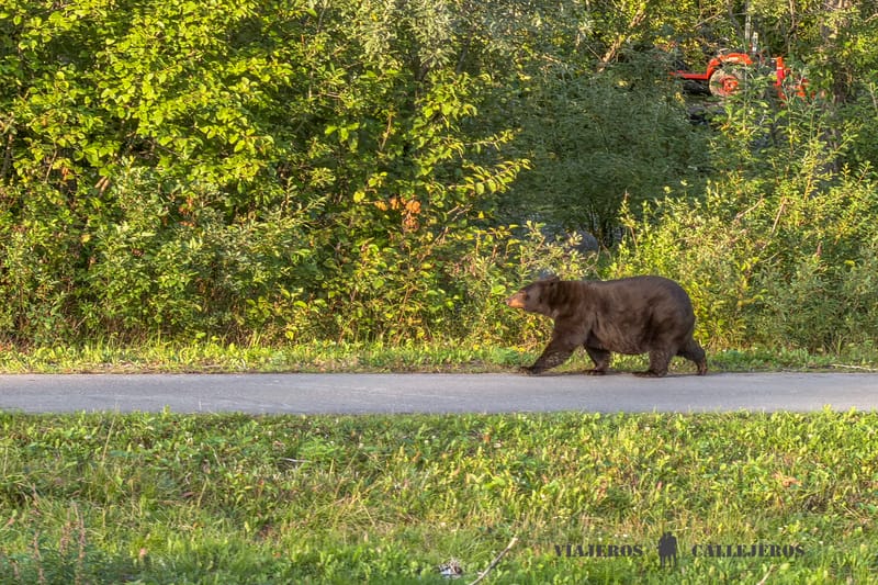 Oso negro en una carretera de Valdez